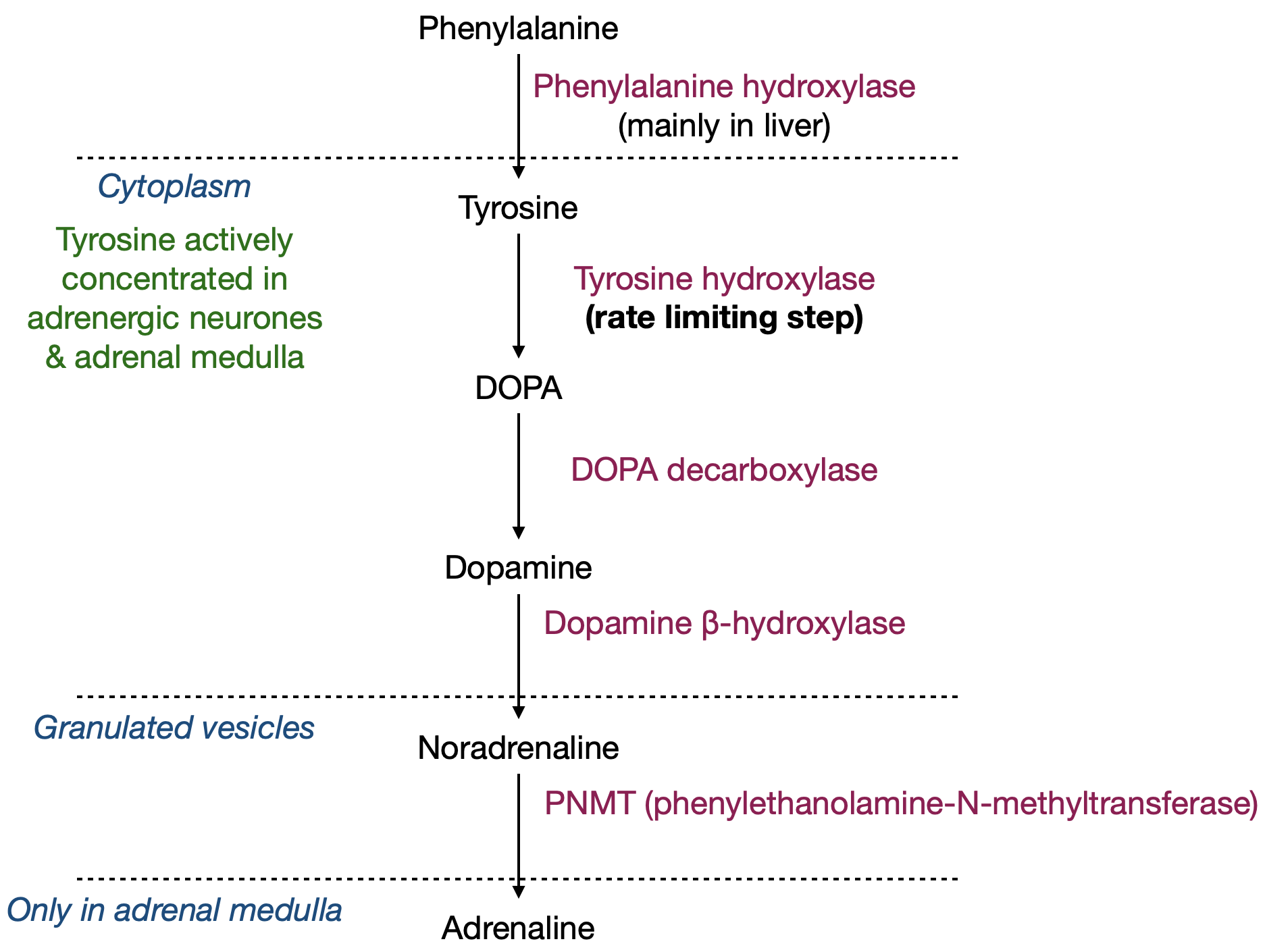 Catecholamine synthetic pathway